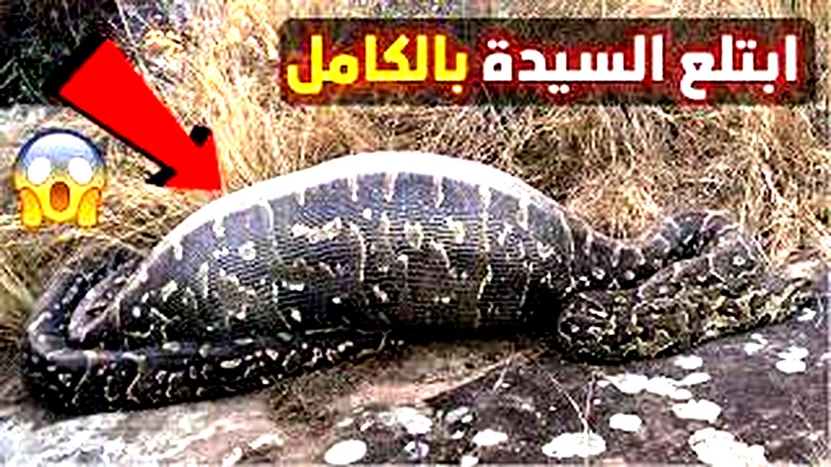 لن تصدق ما ستراه!! فيديو ممنوع من العرض ثعبان عملاق يبتلع امرأة بالكامل في إندونيسيا.. خلي بالك على نفسك وعلى عيالك قبل فوات الآوان !!