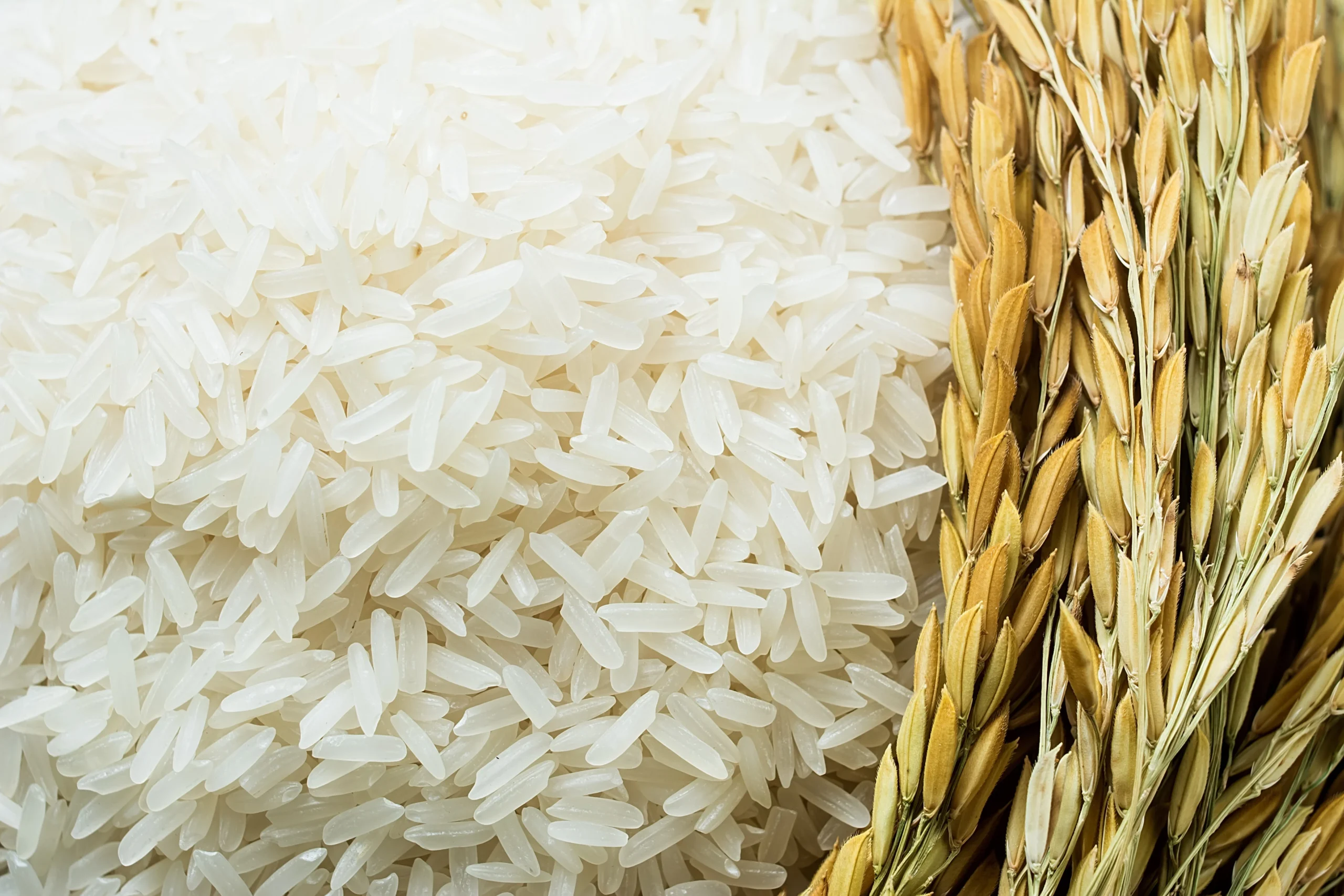 سعر طن الأرز الشعير اليوم الأربعاء 22 يناير 2025 وتوقعات السوق قبل رمضان
