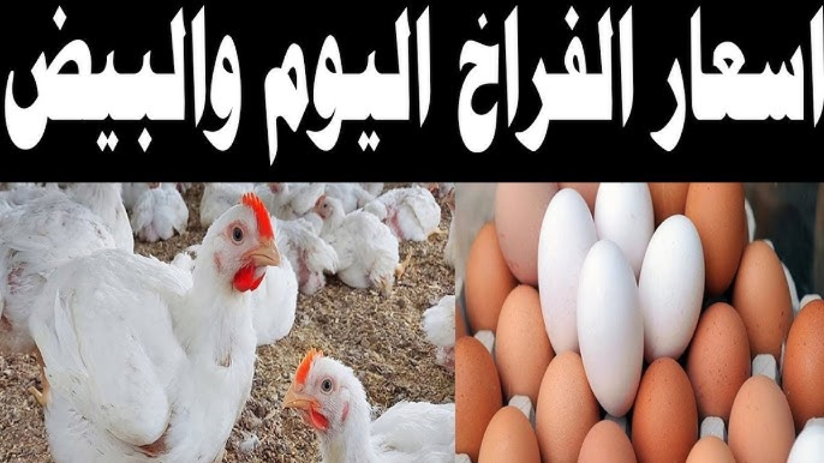 “الساسو بكام” اسعار الدواجن اليوم السبت 18يناير 2025 جملة وقطاعي وٍأسعار البيض