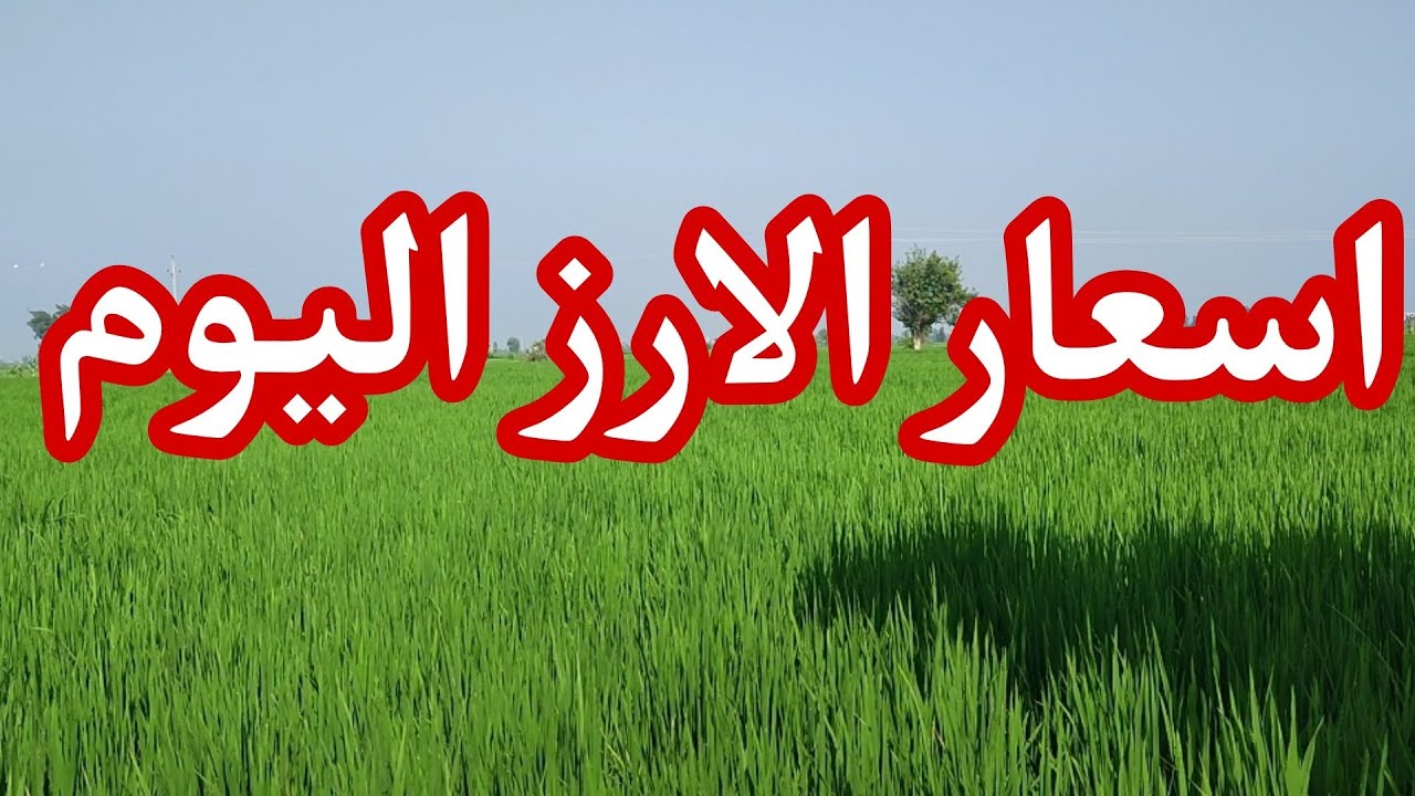 “اشتري قبل ما يغلي يا ست الكل ” سعر الأرز الشعير اليوم الجمعة 16 مايو 2025 تحديث لحظي