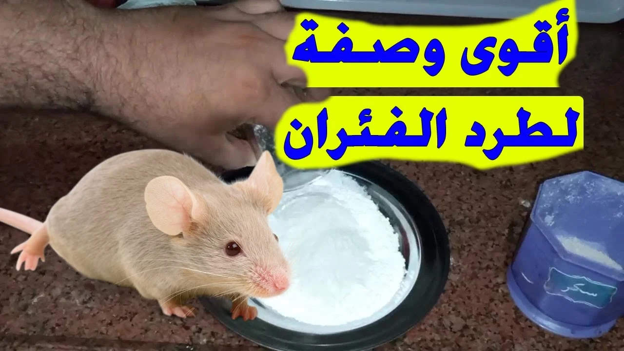 وصفة لطرد الفئران من البيت نهائيا..5 روائح تطرد الجرذان والفئران وتمنعها من الدخول إلى منزلكم