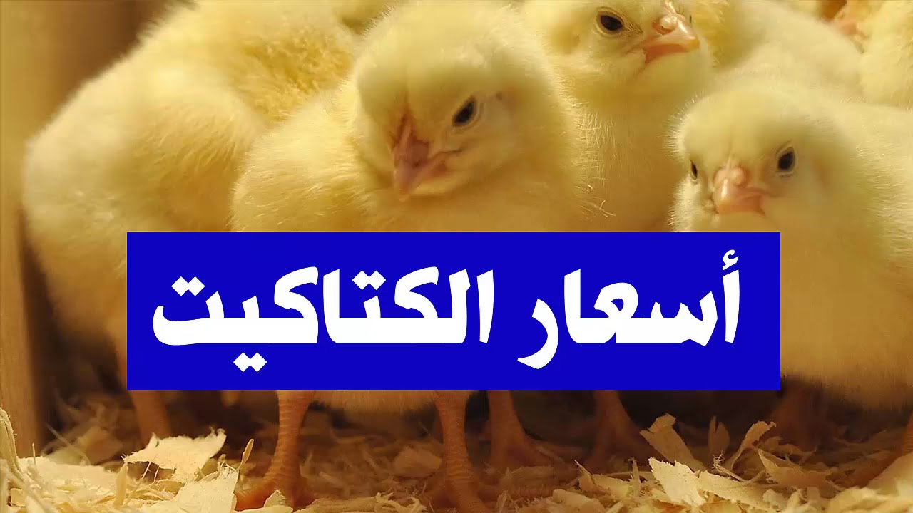 اشتري قبل رمضان يا ست الكل.. سعر الكتكوت الابيض اليوم الاحد 27 – 1 – 2025 ” كتكوت أبيض شركات 50 جنيه”