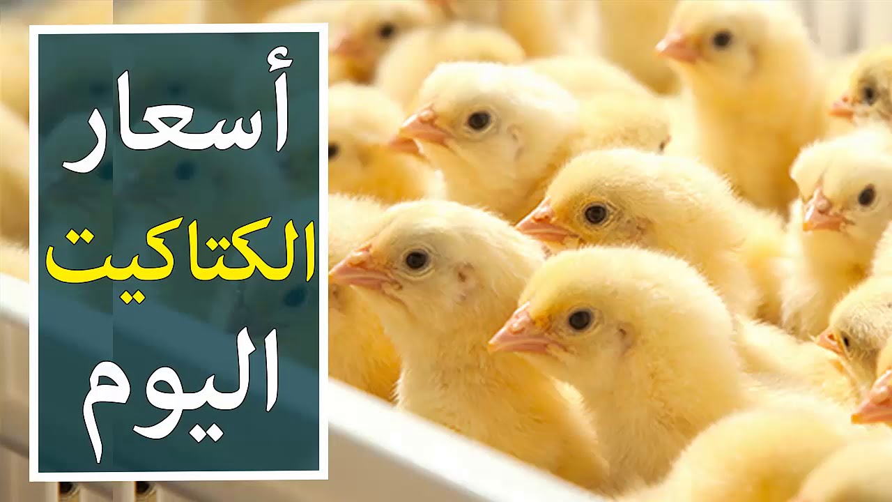 انخفاض أسعار الكتاكيت اليوم في البورصة بتعاملات الاحد 26 يناير 2025 واسعار الدواجن والبط