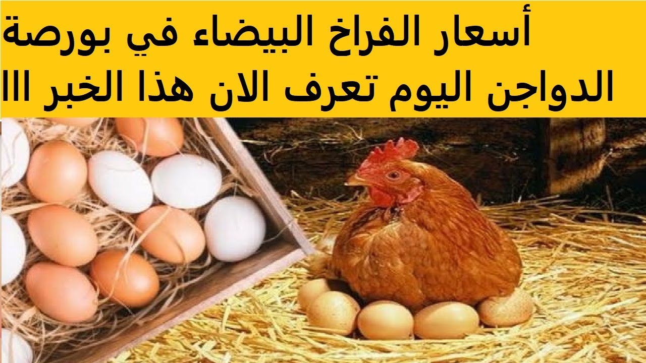 ارتفاع أسعار الفراخ في بورصة الدواجن اليوم .. 2 جنيه لكل كيلو