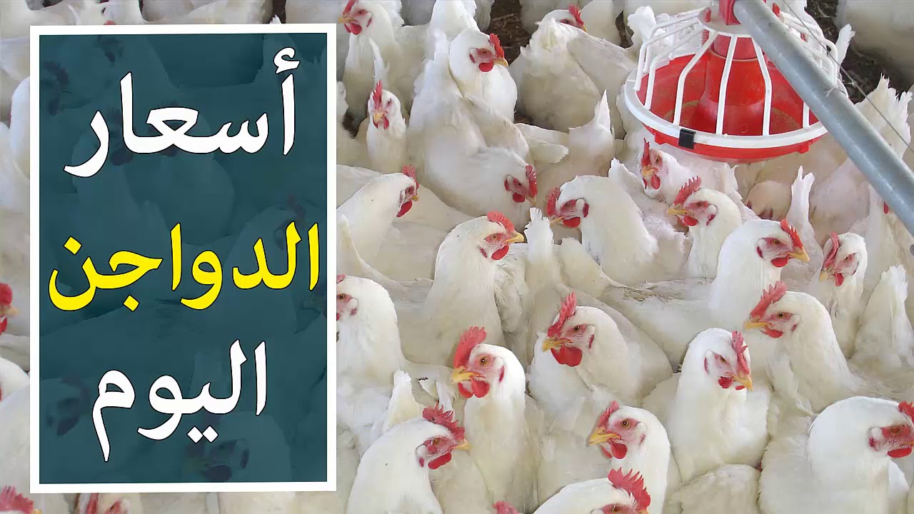 ارتفاع هيعكر مزاج المصريين.. تعرف علي سعر الفراخ البيضاء اليوم الإثنين بتاريخ 27 يناير 2025 وفقاً لأخر تحديث في بورصة الدواجناشتري قبل ما يغلي!
