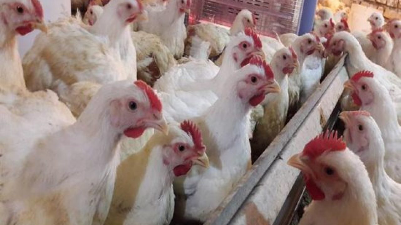 الكيلو بكام ياست الكل.. سعر كيلو الفراخ البيضاء اليوم الجمعة 17 يناير 2025 في بورصة الدواجن جملة وقطاعي