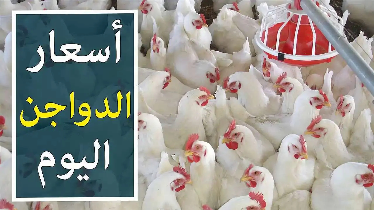 البورصة تُعلن أسعار الدواجن اليوم السبت 18-1-2025 بكافة أنواعها.. كيف يكون مستقبل الدواجن في مصر؟