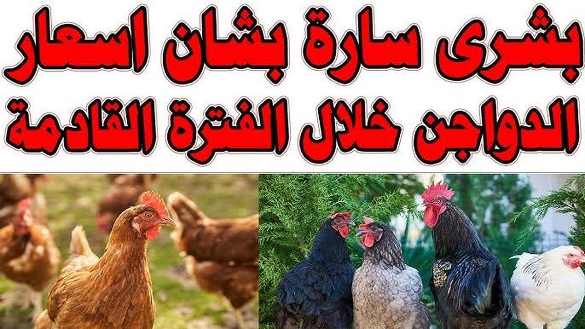 الكيلو عامل كام ياست الكل.. أسعار الفراخ البيضاء في بورصة الدواجن اليوم الجمعة 17 يناير 2025 جملة وقطاع.. اعرف التفاصيل