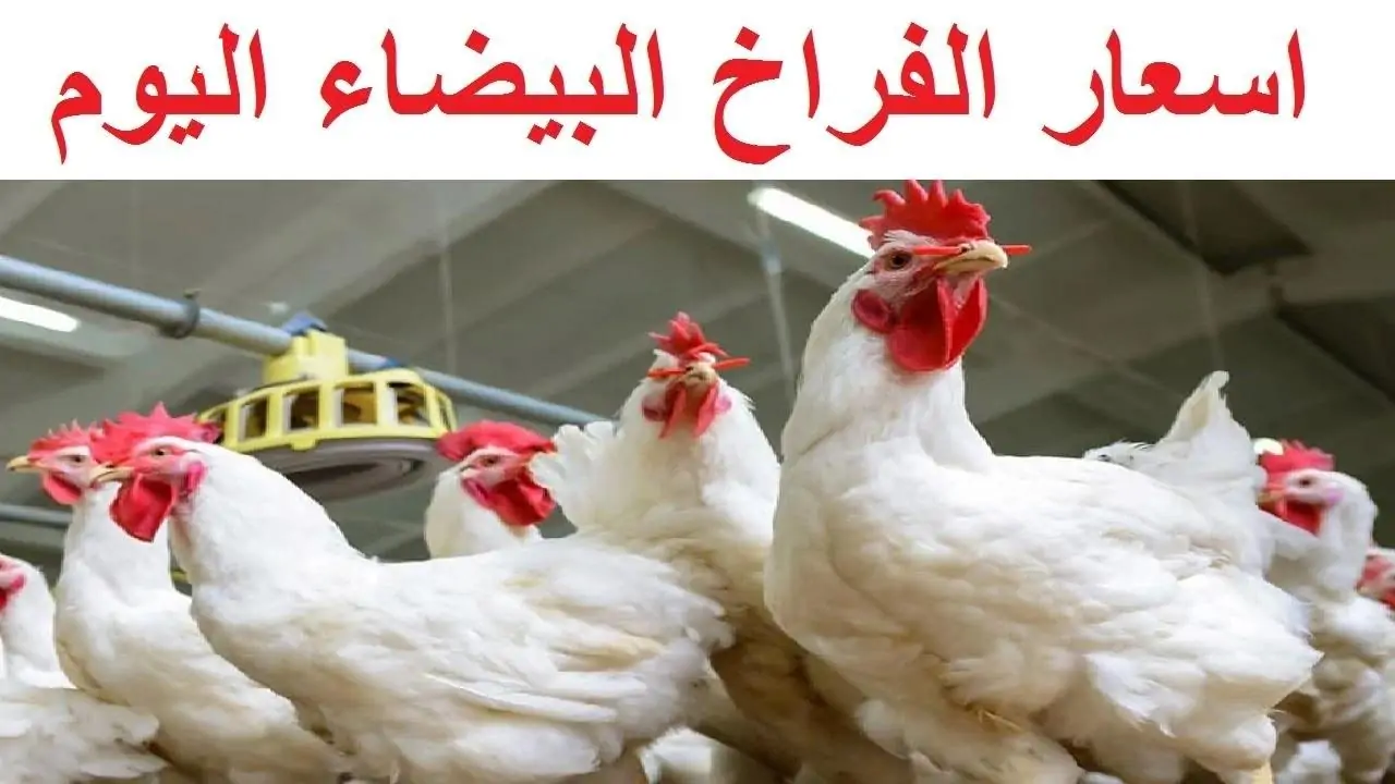 بورصة الدواجن اليوم أسعار الفراخ البيضاء والبيض.. تراجع في الدواجن و استقرار البيض
