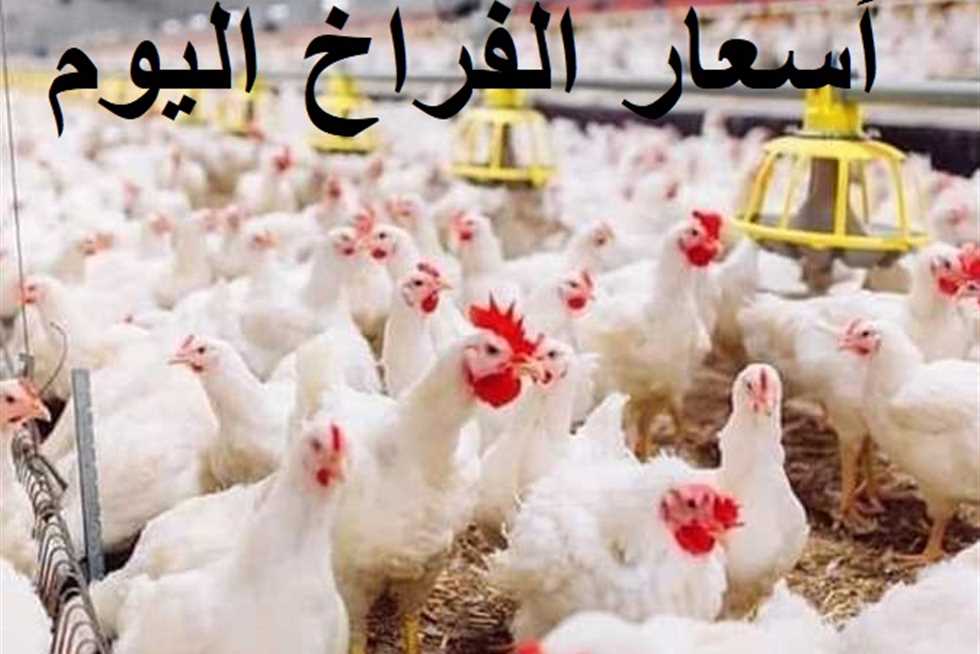 ارتفاع جديد مزعل ست الكل.. أسعار الفراخ في بورصة الدواجن اليوم السبت 18 يناير 2025