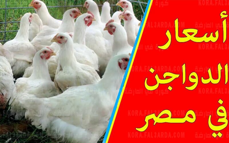 “اشتري وخزني ياست الكل”.. سعر الفراخ اليوم الجمعة 17 يناير 2025 في بورصة الدواجن وفقاً للتحديث الأخير