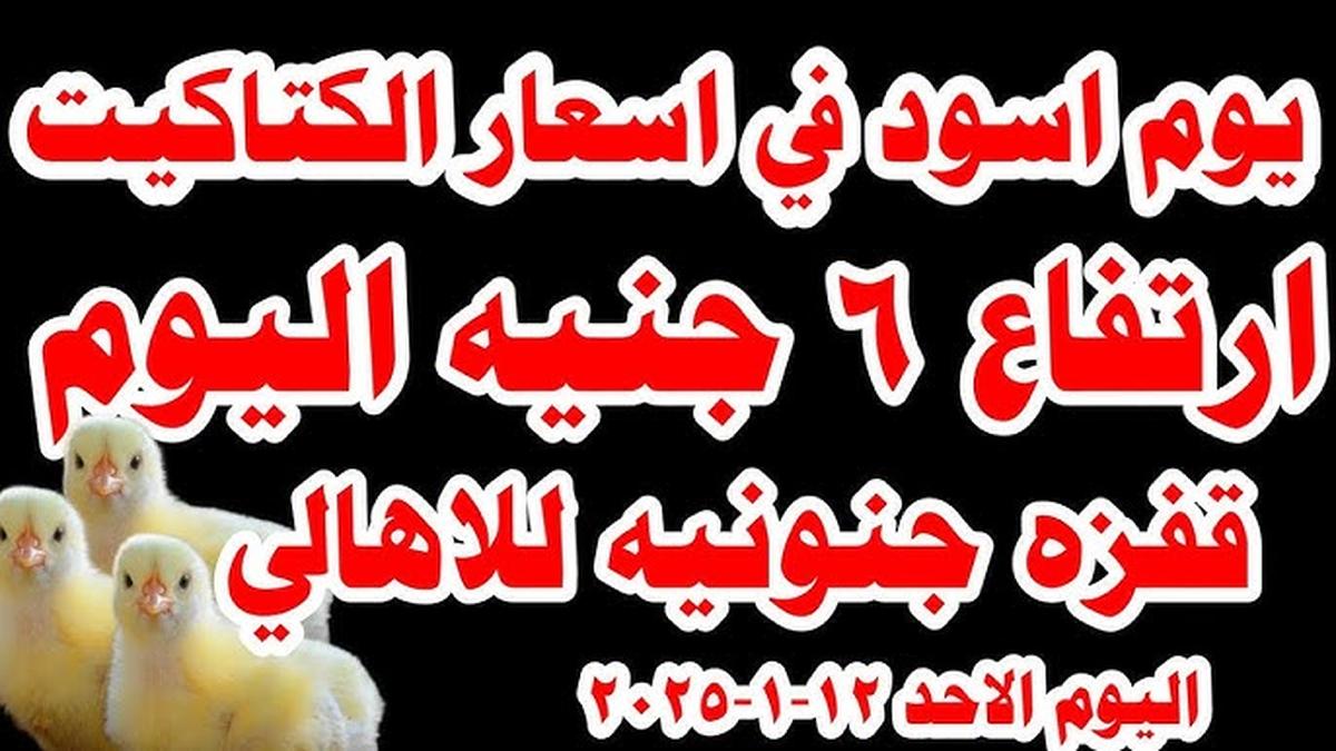 اعرف عامل كام بعد الارتفاع الجديد؟.. أسعار الكتاكيت البيضاء عمر يوم واحد اليوم الجمعه 17 يناير
