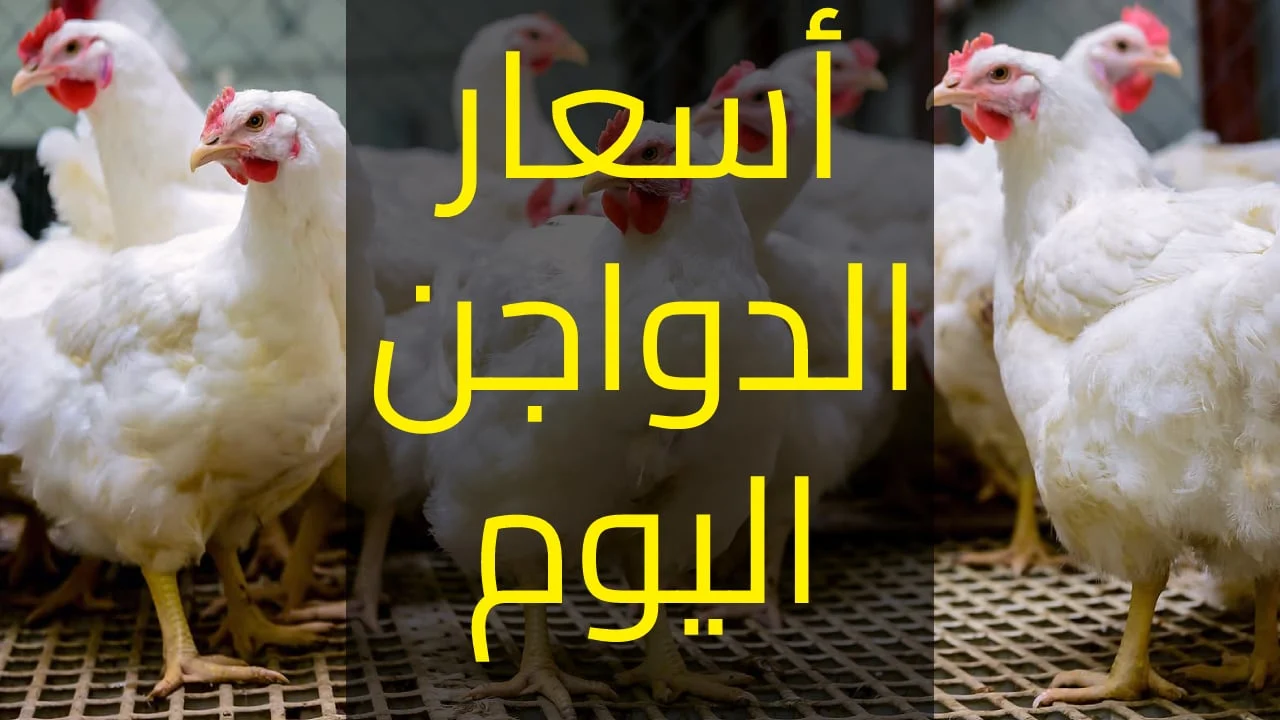 بورصة الدواجن اليوم أسعار الفراخ البيضاء الآن بعد آخر ارتفاع.. تخالف التوقعات ومفاجأة في سعر كرتونة البيض
