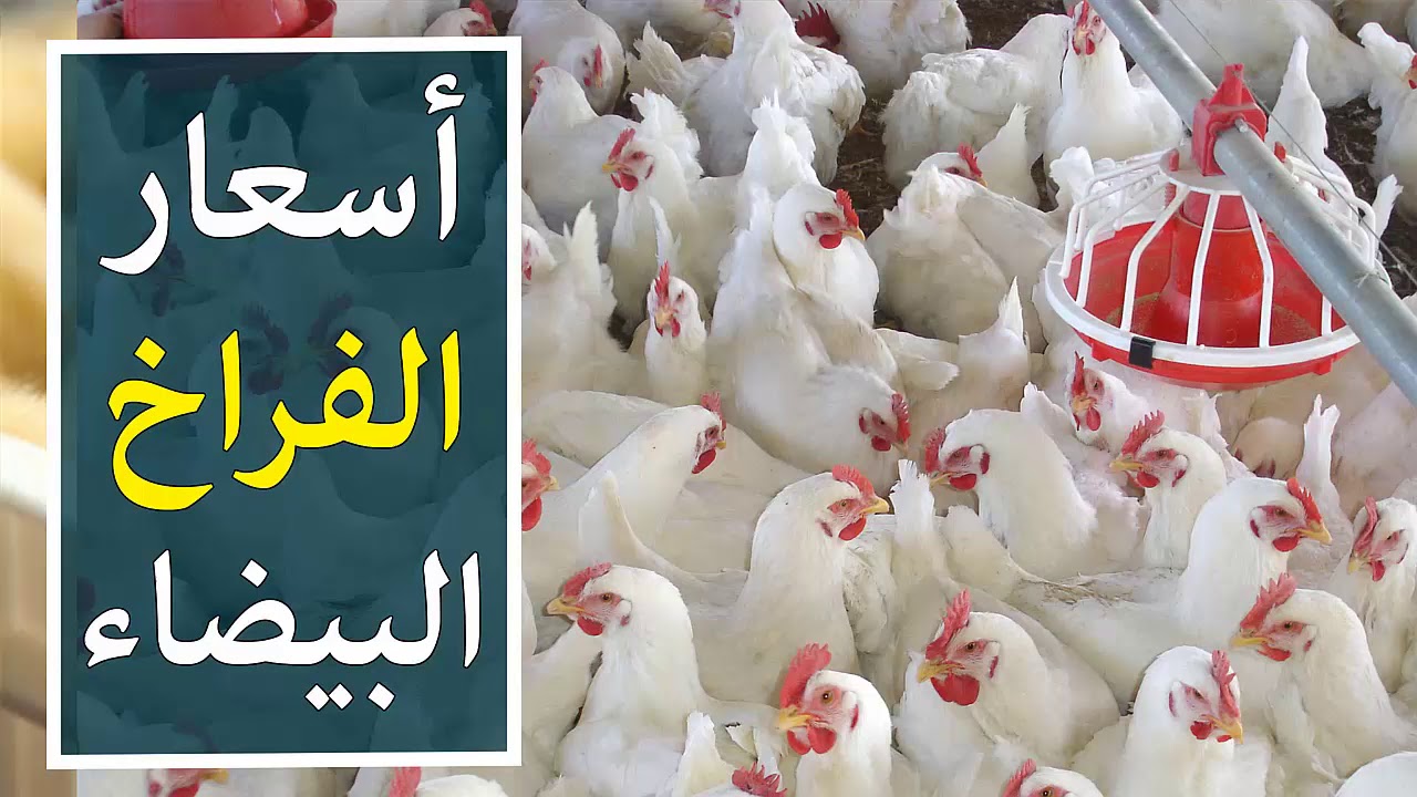 اشتري يا ست الكل.. بورصة الدواجن اليوم أسعار الفراخ البيضاء الأحد 18 مايو 2025 وسعرها للمستهلك بعد الارتفاع الاخير
