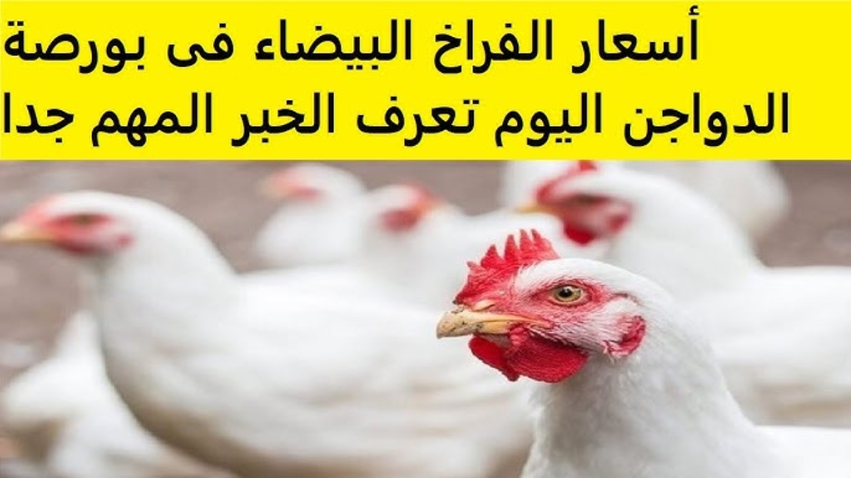 البلدي يوكل ياست الكل.. بورصة الفراخ البيضاء اليوم تعلن أسعار الدواجن للكيلو الواحد وأبرز العوامل المؤثرة على الأسعار