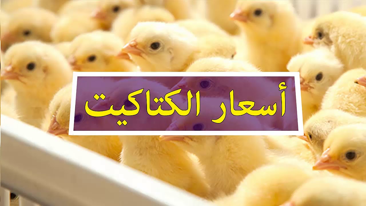 الحقي املي الفريزر قبل رمضان”..سعر الكتكوت الأبيض اليوم السبت 25 – 1 – 2025 في بورصة الدواجن بعد الارتفاع الاخير