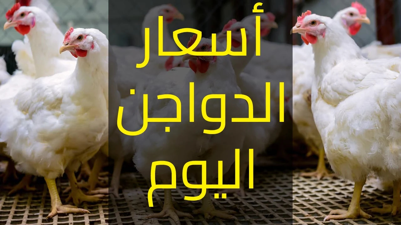 بورصة الدواجن اليوم أسعار الفراخ البيضاء الاثنين 20 يناير 2025 للمستهلك في مصر
