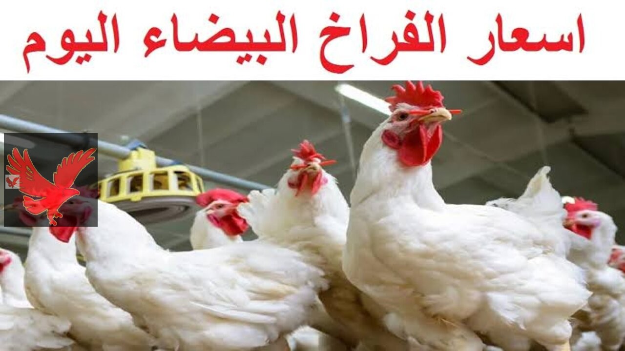 اشتري يا ست الكل .. سعر الفراخ اليوم في بورصة الدواجن الجمعة 31 يناير 2025 “شوفي الفرخة وصلت لكام”