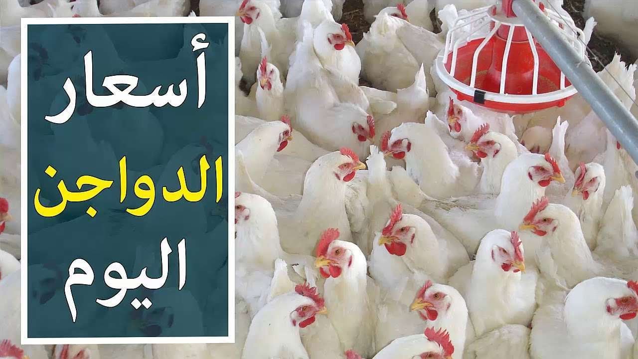 بقي برخص التراب”اشتري يا ست الكل ” أسعار الفراخ البيضاء اليوم الإثنين 27 يناير 2025 وسعرها للمستهلك بالمحالُ التجارية في بورصة الدواجن.. الابيض طاير كالصاروخ!