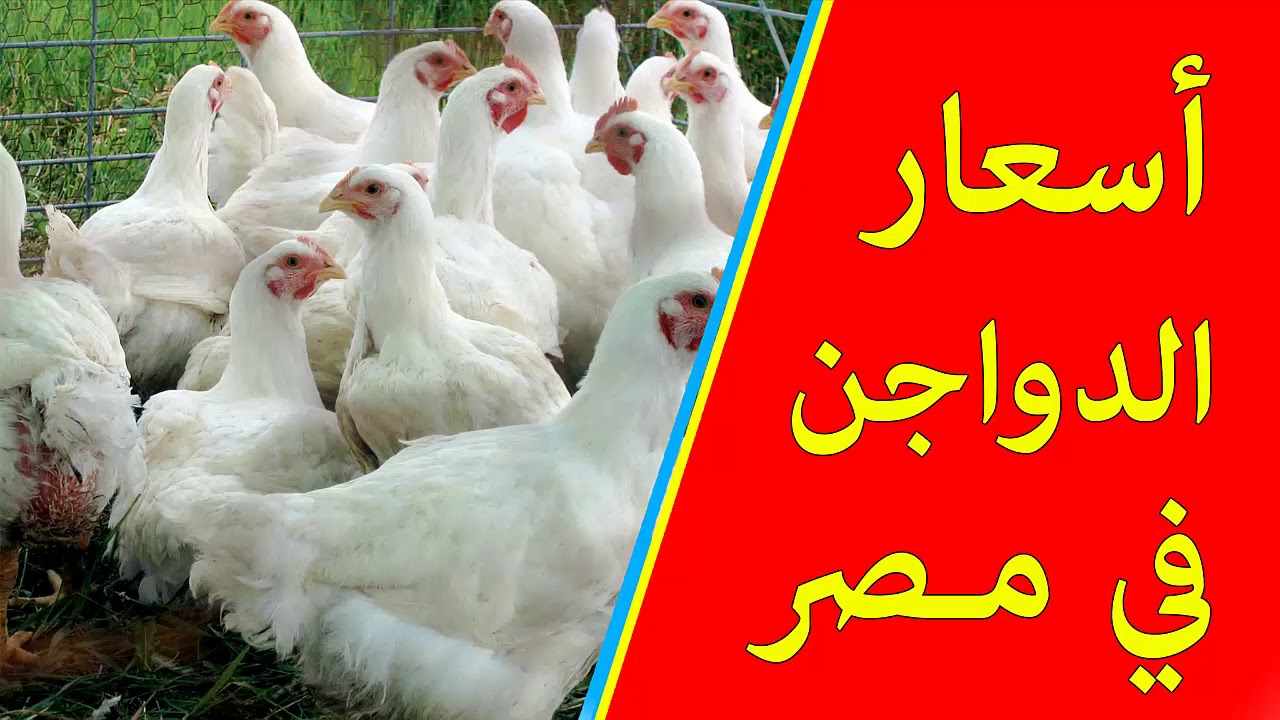 خزني لرمضان ياست الكل.. سعر الفراخ البيضاء اليوم في بورصة الدواجن الجمعة 24 – 1 – 2025 والسعر للمستهلك بالمحالُ التجارية