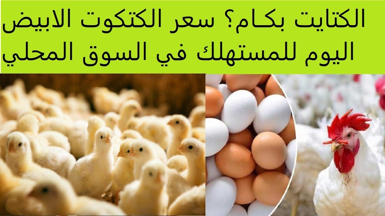 بورصة الدواجن | سعر الكتكوت الأبيض اليوم عمر يوم الجمعة 24 يناير 2025 في جميع الشركات والأسواق للمستهلك