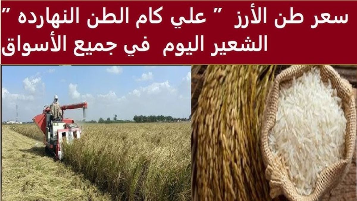 سعر طن الأرز الشعير اليوم الخميس الموافق 16 يناير 2025 في المحلات التجارية المصرية