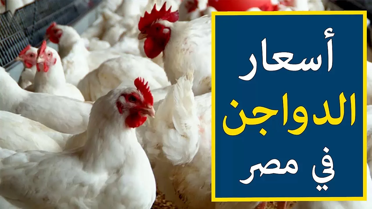 تراجع سعر كيلو الفراخ البيضاء اليوم داخل بورصة الدواجن والمحال التجارية.. ما السبب وراء تراجع الأسعار؟