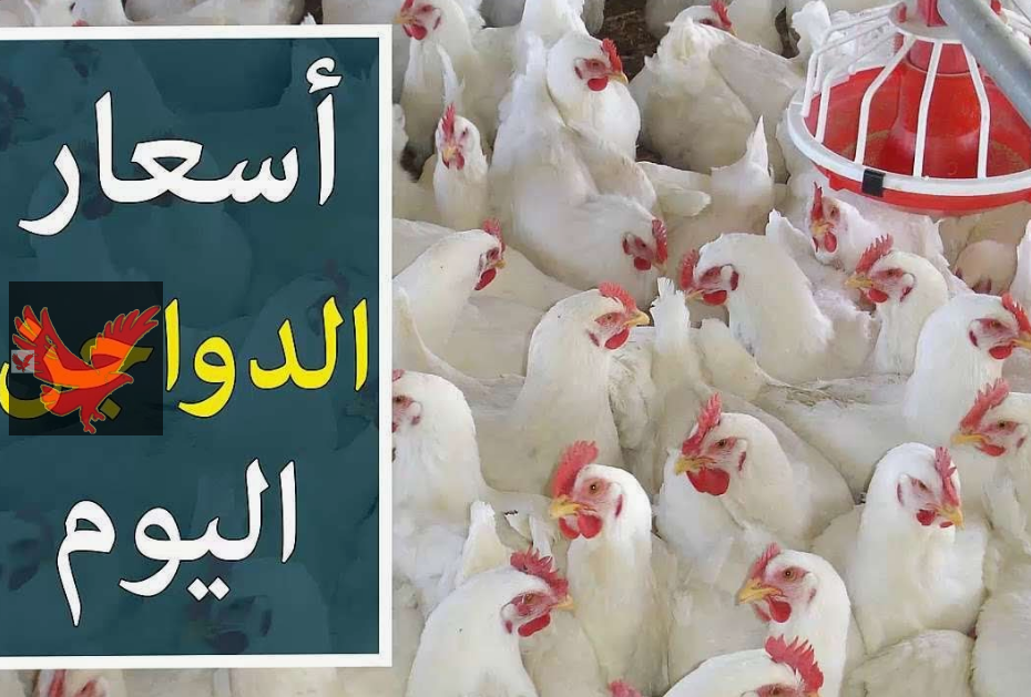 كيلو الفراخ البيضاء وصل لكما دلوقتي.. أسعار الدواجن اليوم الجمعة 28 فبراير 2025 في المزرعة وللمستهلك “اشتري ياست الكل”