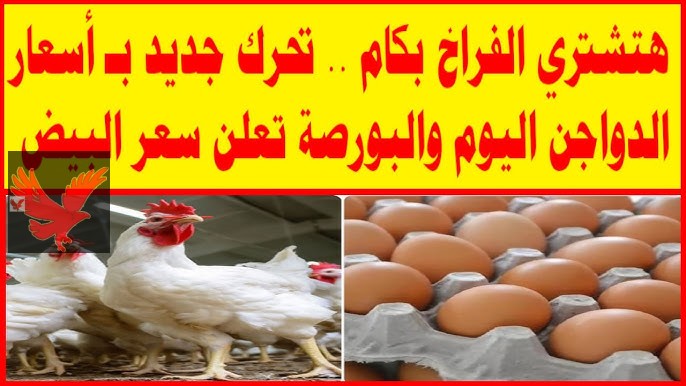 “اشتري يا ست الكل”.. انخفاض كبير في اسعار البيض والفراخ اليوم الخميس 13 فبراير 2025 داخل الأسواق المحلية.. البيضة بكام ؟