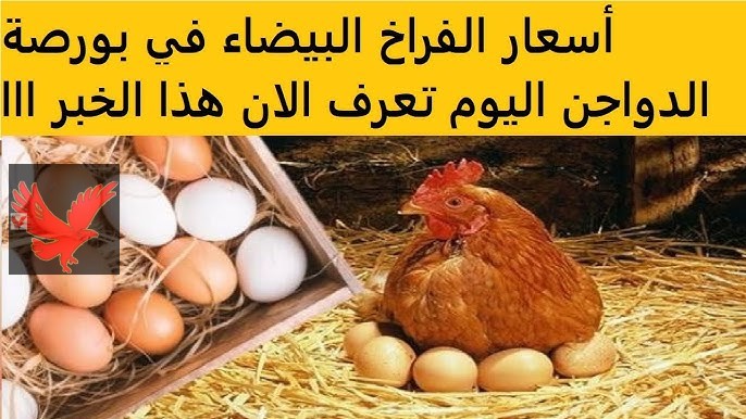 مفاجأة جديدة قبل شهر رمضان لست الكل.. أسعار الفراخ البيضاء في بورصة الدواجن اليوم الجمعة 14 فبراير 2025 “وقعت من السطوح”