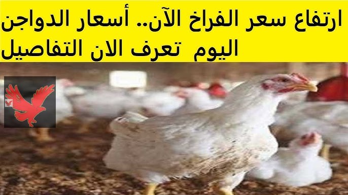 الكيلو بكام ياست الكل دلوقتي.. أسعار الفراخ اليوم في بورصة الدواجن الأحد 9 فبراير 2025 بالأسواق المحلية “ارتفاع جديد ومتواصل”