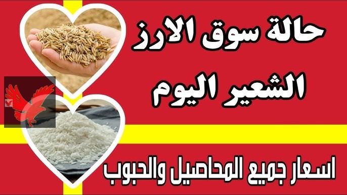 رفيع وعريض الحبة.. سعر الأرز الشعير اليوم الأحد 16 فبراير 2025 في الأسواق المحلية “مفاجأة سعيدة قبل رمضان”