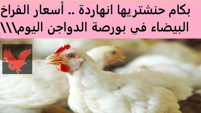 اشتري ياست الكل.. سعر الفراخ البيضاء في بورصة الدواجن اليوم الثلاثاء 11 فبراير 2025 “كيلو البانية بكام “