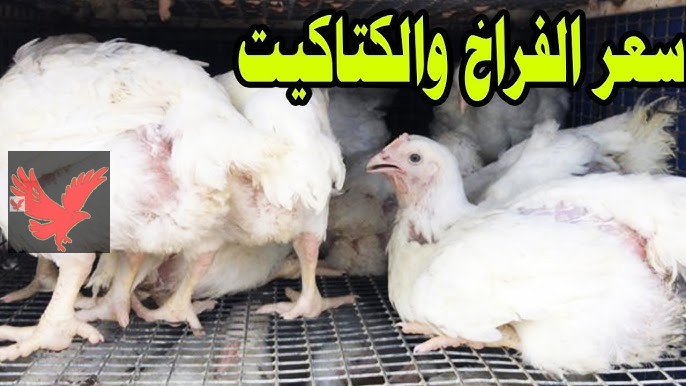 اشتري قبل ما يغلي بكام كتكوت عمر يوم.. سعر الفراخ في بورصة الدواجن اليوم الإثنين 10 فبراير 2025 “مفاجأة جديدة لست الكل”