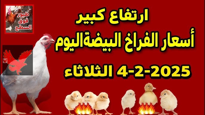 ارتفاع غير متوقع قبل شهر رمضان.. سعر الفراخ اليوم الأربعاء 12 فبراير في بورصة الدواجن “خالفت كل التوقعات”