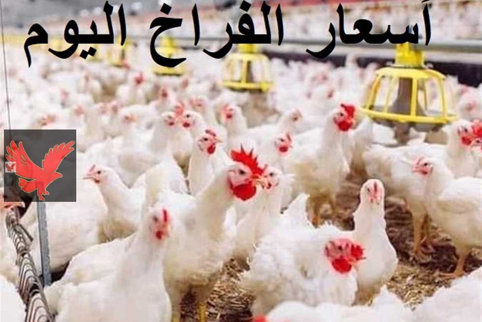 اعملي حسابك وخزني لرمضان .. سعر الفراخ اليوم السبت 1 فبراير 2025 في الأسواق المحلية “بكام كيلو الدواجن البيضاء”
