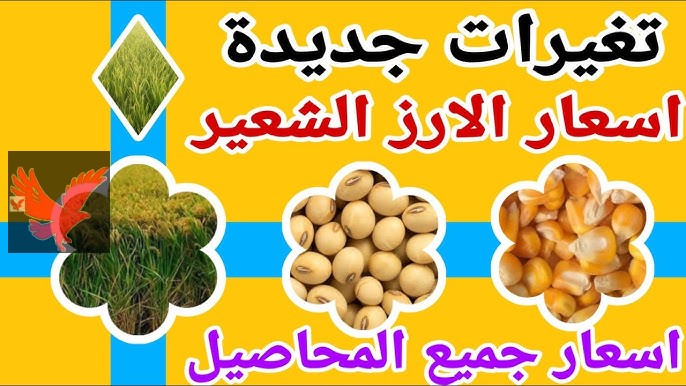 اشتري بسرعة “رفيعه وعريضة الحبة”.. سعر طن الأرز الشعير اليوم في مصر الثلاثاء 11 فبراير 2025 “خالف كل التوقعات وزعل الستات”