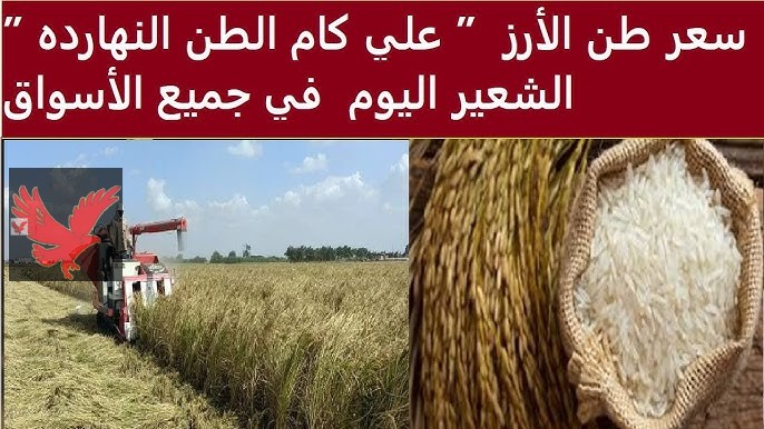 ” عريضة ورفيعة” .. سعر طن الأرز الشعير اليوم في مصر الإثنين 24 فبراير 2025 “مفاجأة من العيار الثقيل”