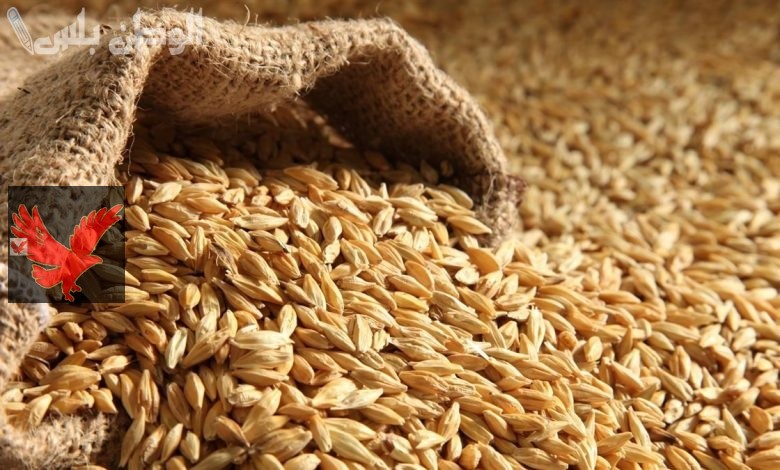 بكام رفيع وعريض الحبة الآن؟.. سعر طن الأرز الشعير اليوم الاربعاء 12 فبراير 2025 في مصر في الأسواق المحلية
