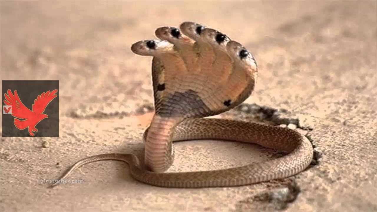 الخطر بيقرب مننا والناس خايفة.. أخطر أنواع الثعابين الضخمة في العالم تتواجد في سيوة بمصر “ايه اللي هيحصل لينا”