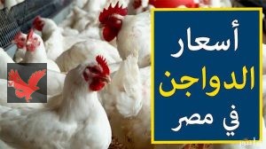 أسعار الفراخ البيضاء اليوم الأحد 18 مايو 2025