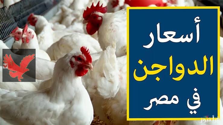 “الستات مصدومين من اللي حصل!”.. تعرف علي أسعار الفراخ البيضاء اليوم الأحد 18 مايو 2025 في بورصة الدواجن .. الأسعار ولعت نار !