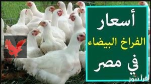 أسعار الفراخ البيضاء والبلدي اليوم الثلاثاء 20 مايو 2025 في الأسواق المصرية والمزرعة