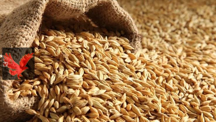 عامل كام رفيع وعريض الحبة؟ .. سعر طن الأرز الشعير اليوم الإثنين 26 مايو 2025 في الأسواق المحلية وسوق العبور .. لن تصدق عامل كام كيلو الأبيض!!!!!
