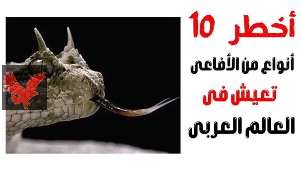مفاجأة غير متوقعة.. أخطر 11 ثعبان سام في مصر لن يستطيع أحد إيقافها .. خلي بالك منها!