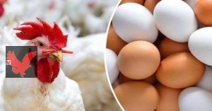 أسعار الفراخ البيضاء اليوم الثلاثاء 20 مايو