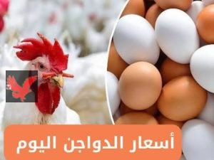 أسعار الفراخ البيضاء والبلدي اليوم السبت 24 مايو 2025 في الأسواق المصرية والمزرعة
