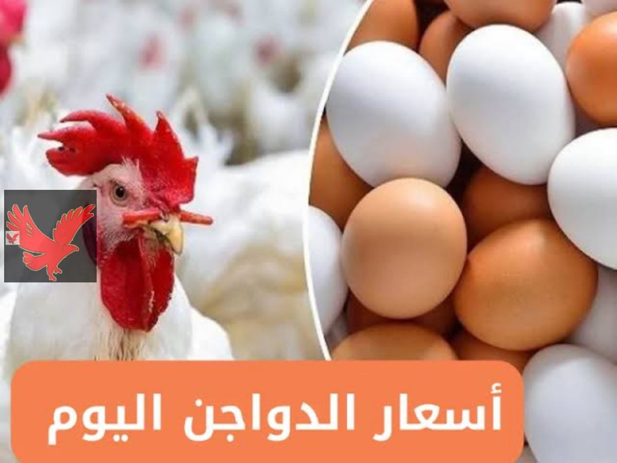 الحقي يا ست الكل الفراخ طارت في السماء.. ارتفاع اسعار الفراخ البيضاء اليوم السبت 24 مايو 2025 في بورصة الدواجن الأسعار تشتعل بالأسواق المصرية.. لن تصدق البلدي عامل كام
