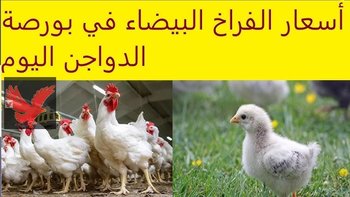 الكتكوت بكام النهاردة.. أسعار الفراخ البيضاء اليوم في بورصة الدواجن الاثنين 12 مايو 2025 خلي بالك واعرفي الاسعار قبل ما تشتري