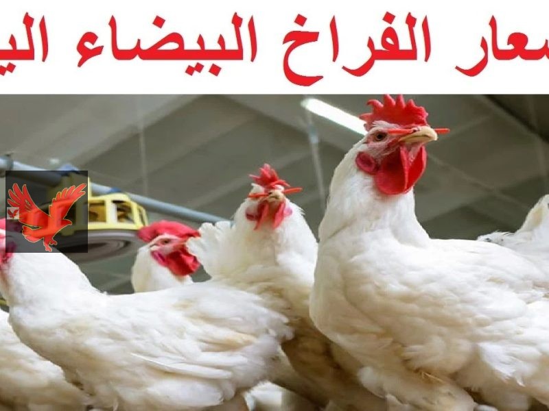 اشتري ياست الكل.. اسعار الفراخ اليوم في بورصة الدواجن الثلاثاء 13 مايو 2025
